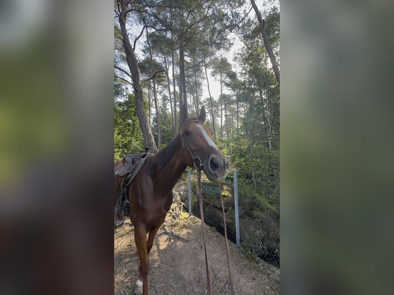Koń pełnej krwi angielskiej Klacz 5 lat 163 cm Kasztanowata in Hinterweidenthal