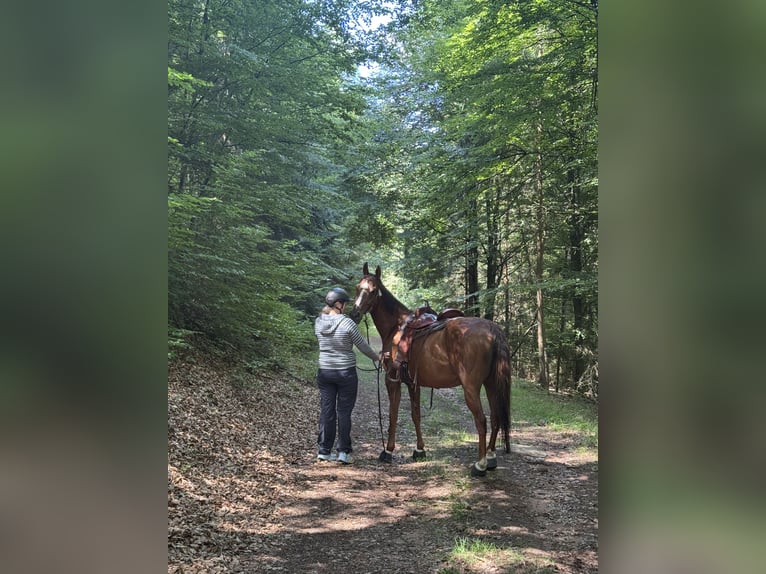 Koń pełnej krwi angielskiej Klacz 5 lat 163 cm Kasztanowata in Hinterweidenthal