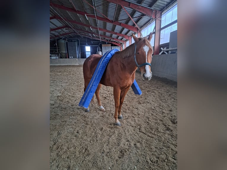 Koń pełnej krwi angielskiej Klacz 5 lat 164 cm Kasztanowata in Mannheim