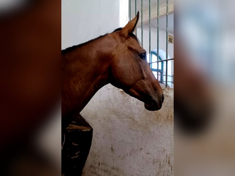 Koń pełnej krwi angielskiej Klacz 5 lat 165 cm Gniada in Gifhorn