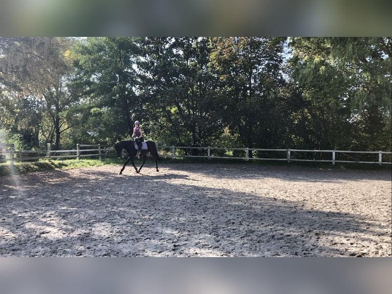 Koń pełnej krwi angielskiej Klacz 5 lat 165 cm Gniada in Bebra
