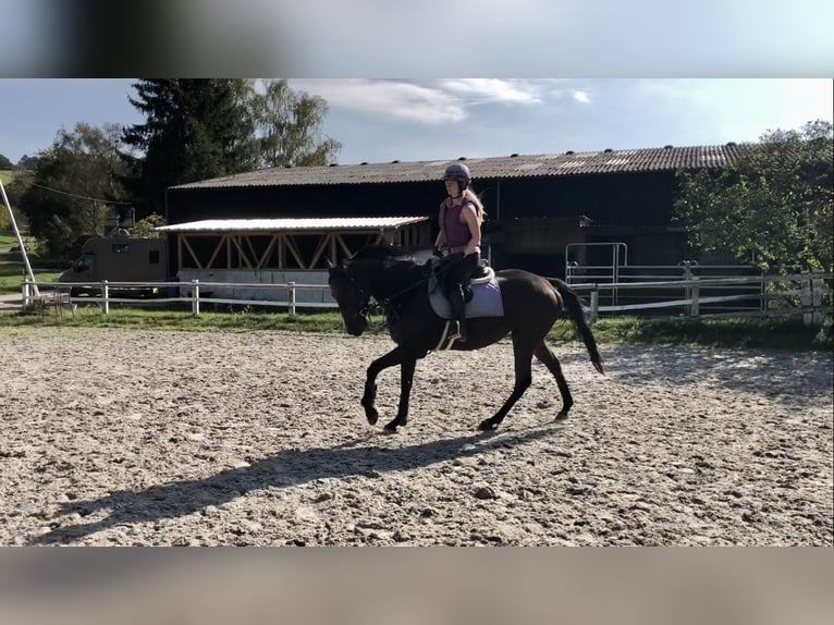 Koń pełnej krwi angielskiej Klacz 5 lat 165 cm Gniada in Bebra