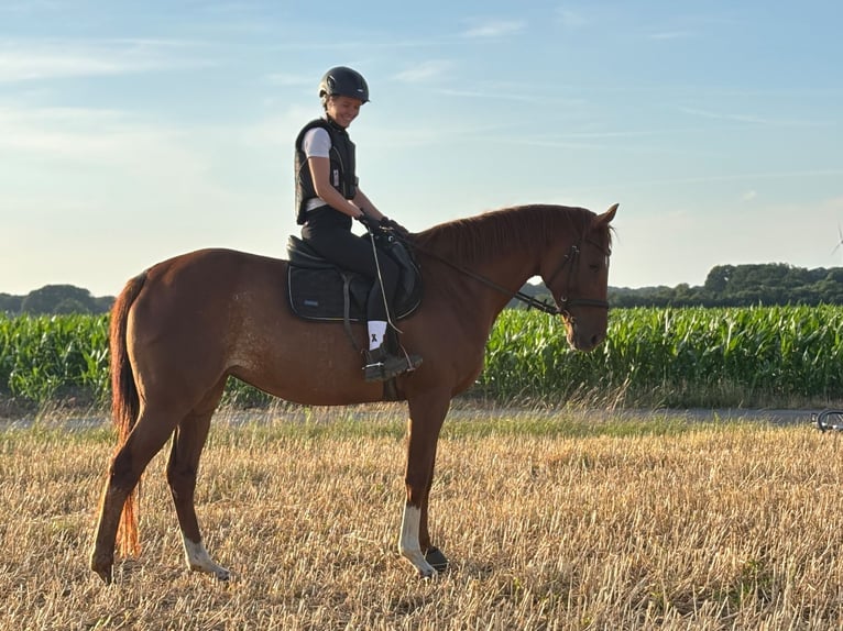 Koń pełnej krwi angielskiej Klacz 5 lat 166 cm Kasztanowata in Reken