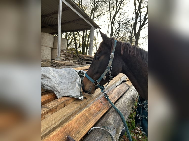Koń pełnej krwi angielskiej Klacz 6 lat 151 cm Gniada in Quirnbach