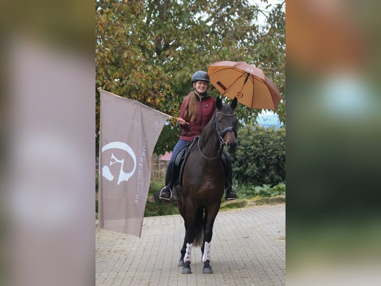Koń pełnej krwi angielskiej Klacz 6 lat 153 cm Gniada in Bad Wimpfen Koń pełnej krwi angielskiej Klacz 6 lat 153 cm Gniada in Bad Wimpfen