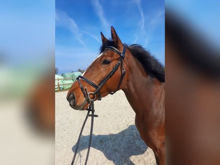 Koń pełnej krwi angielskiej Klacz 6 lat 158 cm Gniada in Lettelbert