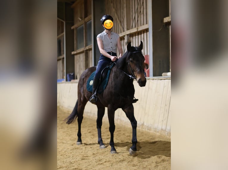 Koń pełnej krwi angielskiej Klacz 6 lat 160 cm Gniada in Maria Neustift