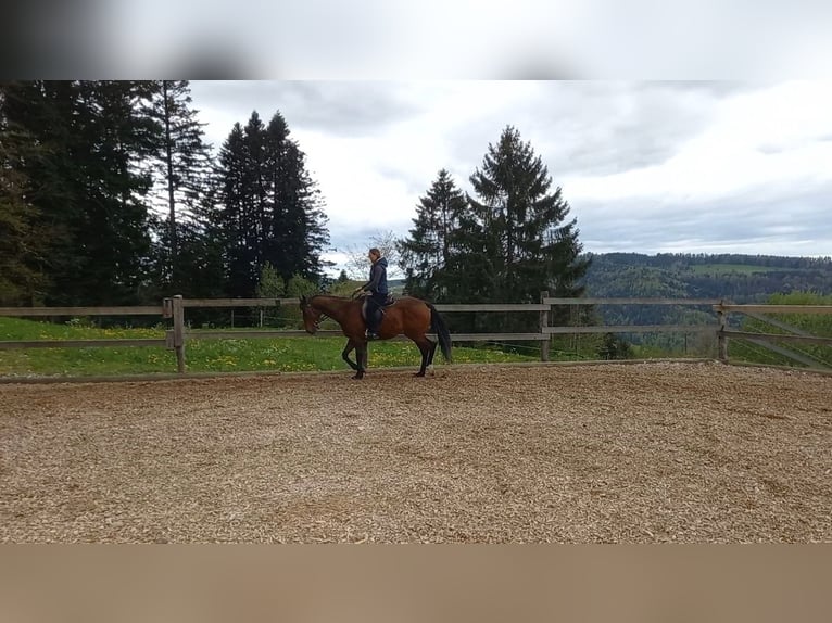 Koń pełnej krwi angielskiej Klacz 6 lat 160 cm Gniada in Saignelégier
