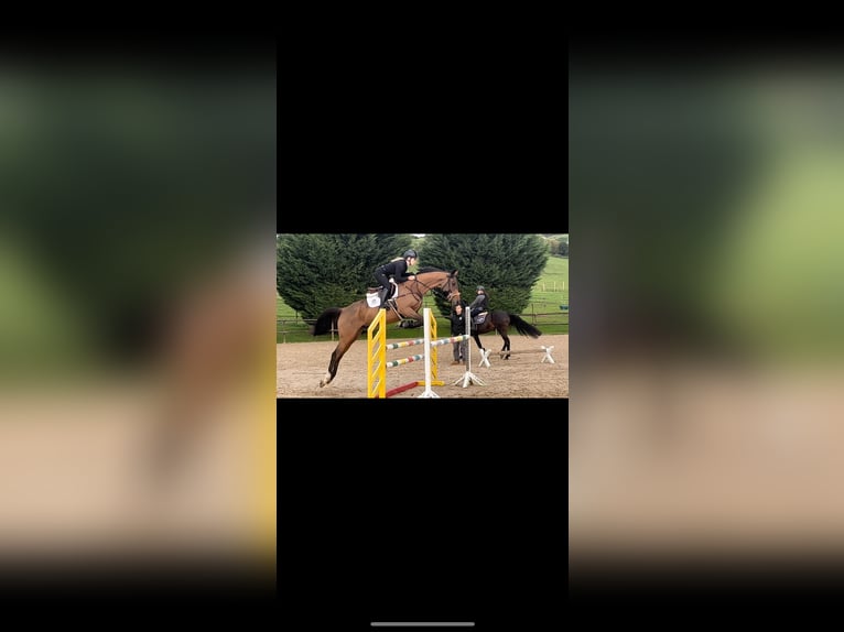 Koń pełnej krwi angielskiej Klacz 6 lat 160 cm Gniada in Torrelavega