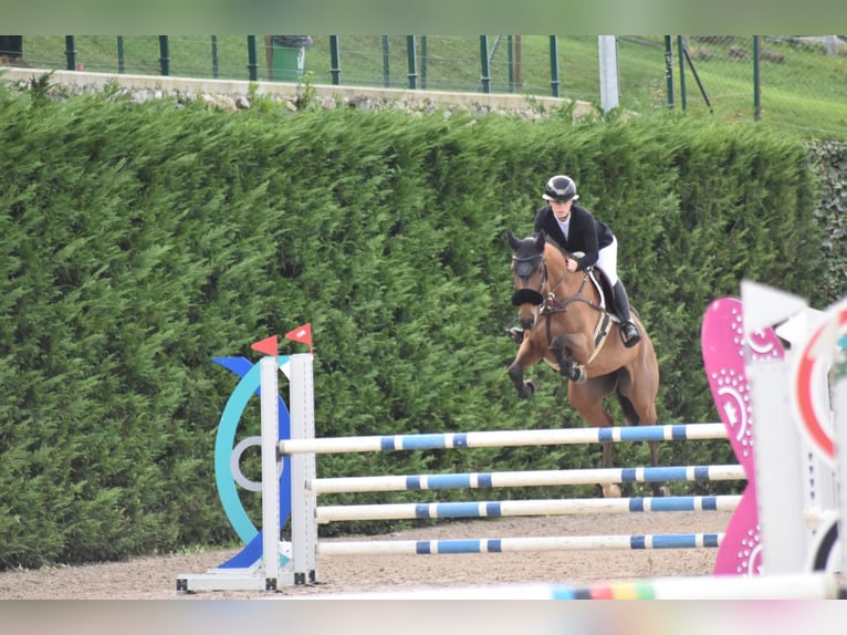 Koń pełnej krwi angielskiej Klacz 6 lat 160 cm Gniada in Torrelavega