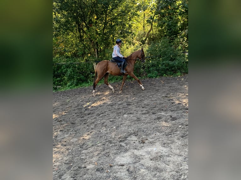 Koń pełnej krwi angielskiej Klacz 6 lat 160 cm Kasztanowata in Hamburg Lemsahl-MellingstedtHamburg