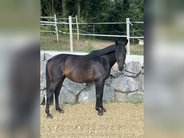 Koń pełnej krwi angielskiej Klacz 6 lat 161 cm Ciemnogniada in Feldbach