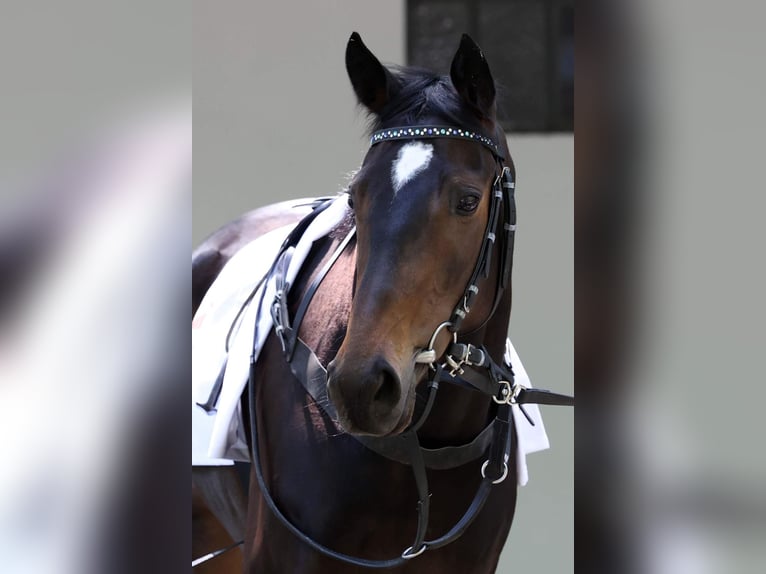 Koń pełnej krwi angielskiej Klacz 6 lat 161 cm Ciemnogniada in Merzenich