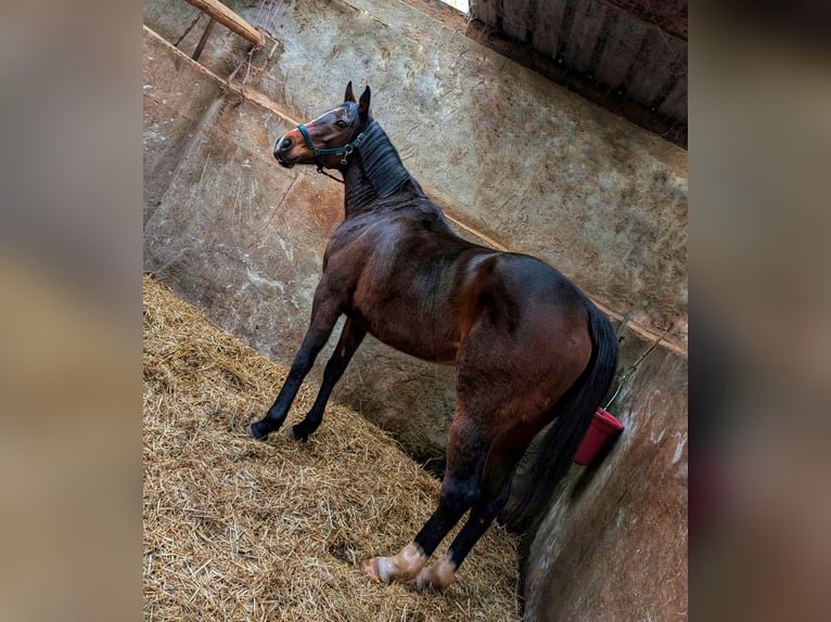 Koń pełnej krwi angielskiej Klacz 6 lat 161 cm Gniada in Beckingen