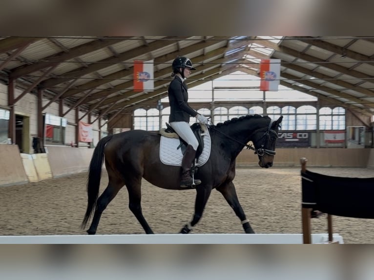 Koń pełnej krwi angielskiej Klacz 6 lat 163 cm Ciemnogniada in Potsdam