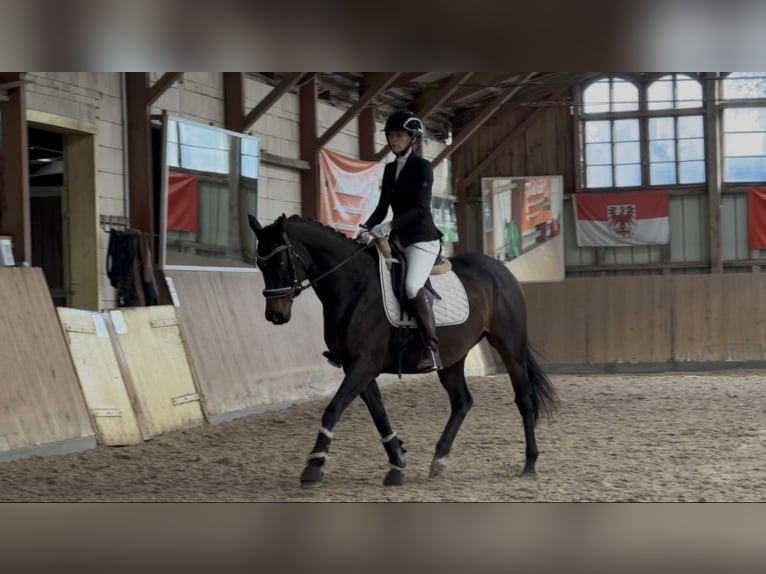 Koń pełnej krwi angielskiej Klacz 6 lat 163 cm Ciemnogniada in Potsdam