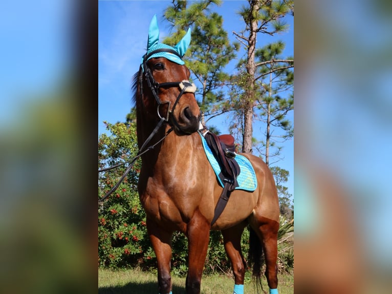 Koń pełnej krwi angielskiej Klacz 6 lat 163 cm Gniada in Christmas FL