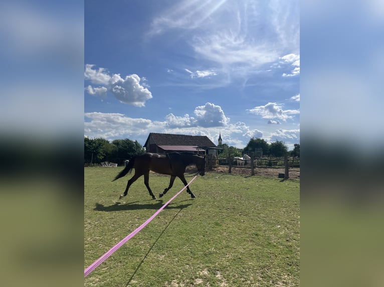 Koń pełnej krwi angielskiej Klacz 6 lat 165 cm Gniada in Satnica &#x110;akova&#x10D;ka