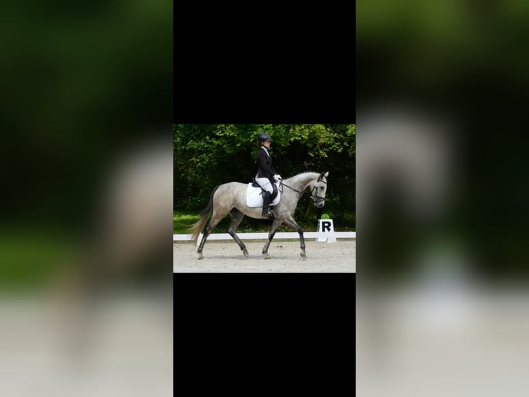 Koń pełnej krwi angielskiej Klacz 6 lat 166 cm Siwa jabłkowita in Sperenberg