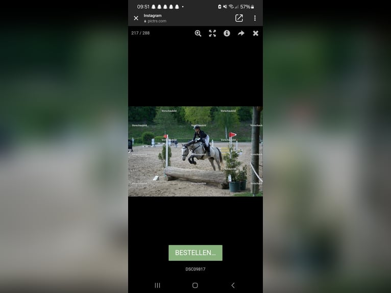 Koń pełnej krwi angielskiej Klacz 6 lat 166 cm Siwa jabłkowita in Sperenberg