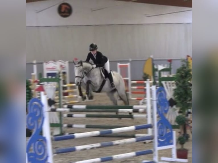 Koń pełnej krwi angielskiej Klacz 6 lat 166 cm Siwa jabłkowita in Sperenberg