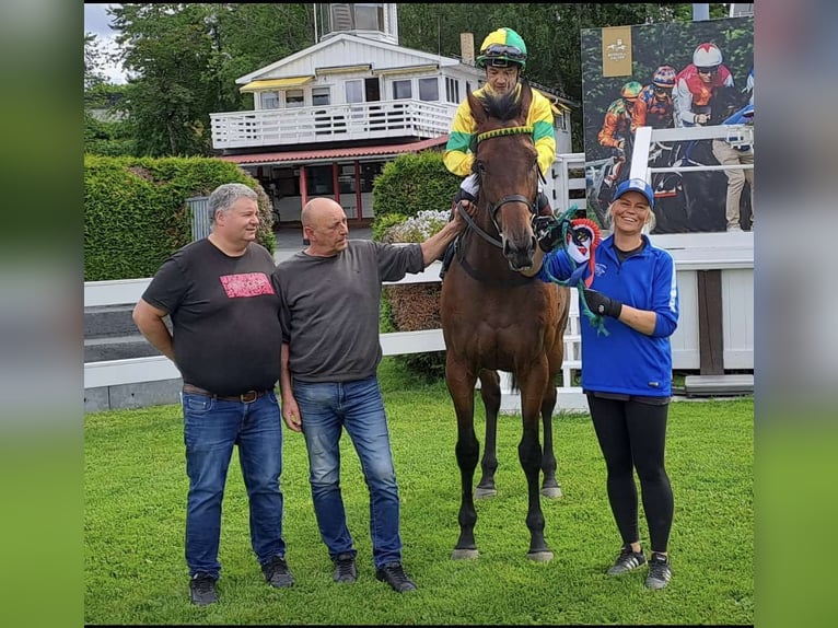 Koń pełnej krwi angielskiej Klacz 6 lat 167 cm Gniada in Enebakk