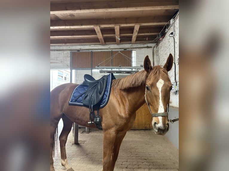 Koń pełnej krwi angielskiej Klacz 6 lat 168 cm Kasztanowata in Schwalbach