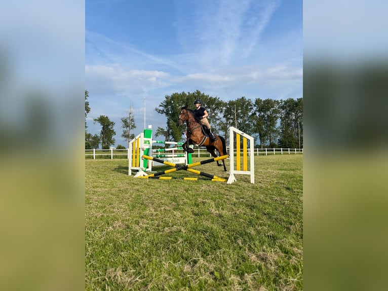 Koń pełnej krwi angielskiej Klacz 7 lat 160 cm Gniada in Hamburg Lohbrügge