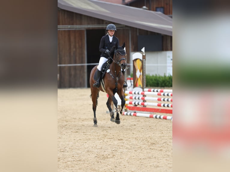 Koń pełnej krwi angielskiej Klacz 7 lat 160 cm Gniada in Oberding