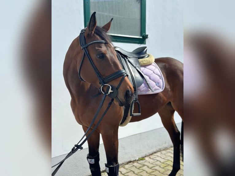 Koń pełnej krwi angielskiej Klacz 7 lat 160 cm Gniada in Oberding