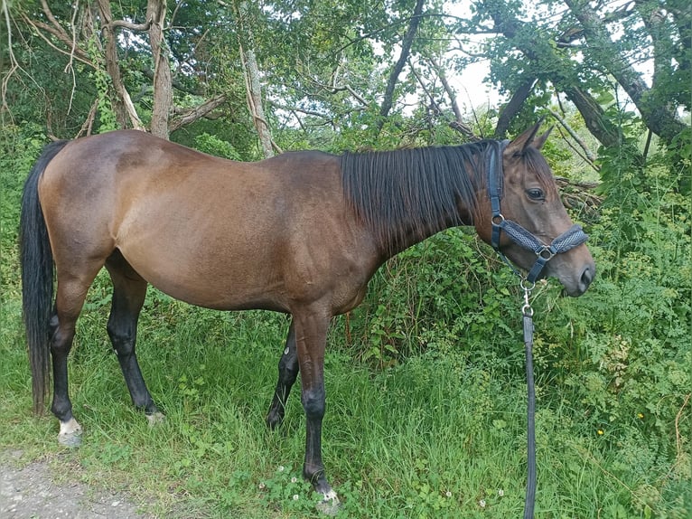 Koń pełnej krwi angielskiej Klacz 7 lat 160 cm Skarogniada in Plougastel Daoulas
