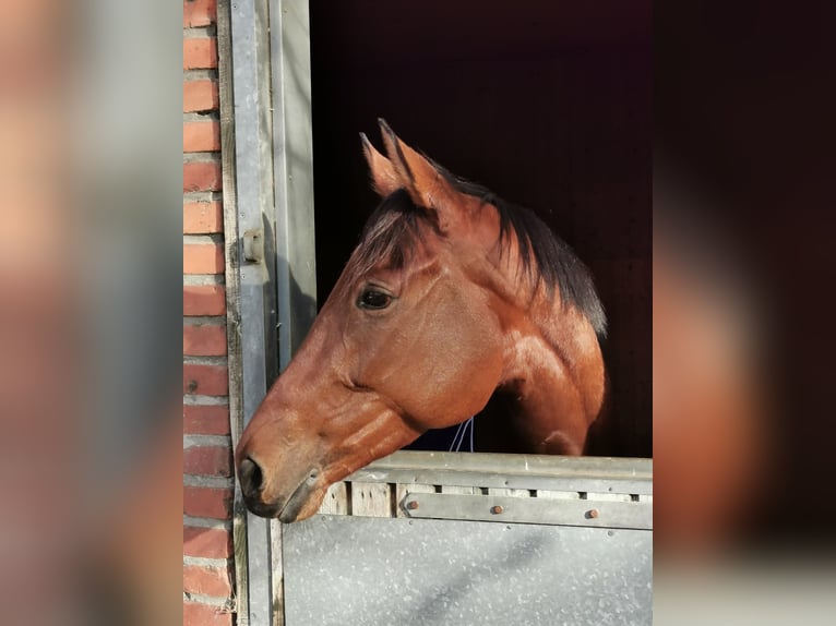 Koń pełnej krwi angielskiej Klacz 7 lat 162 cm Gniada in Au am RheinIffezheim