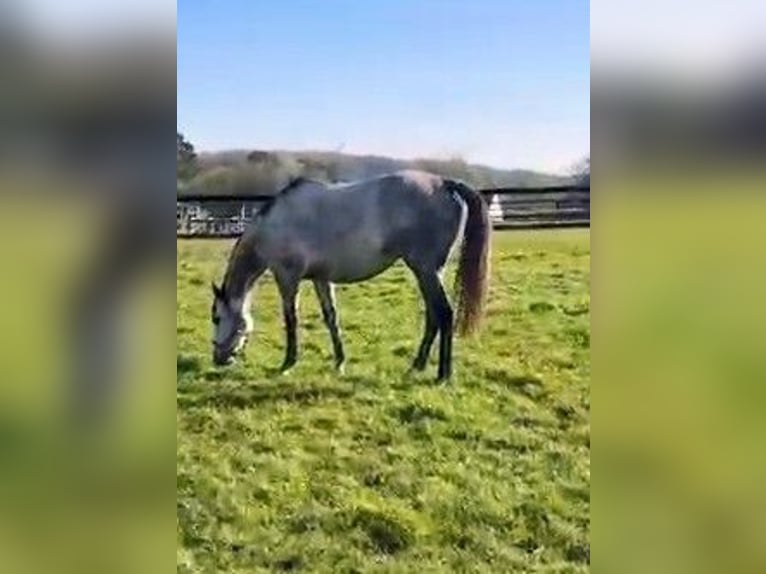 Koń pełnej krwi angielskiej Klacz 7 lat 162 cm Siwa in Saint-Germain-du-Pinel