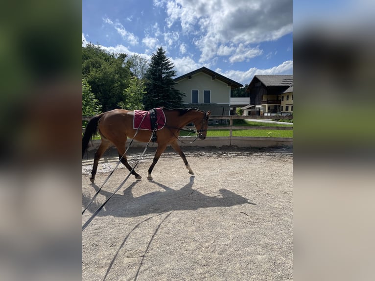 Koń pełnej krwi angielskiej Klacz 7 lat 168 cm Gniada in Seeham