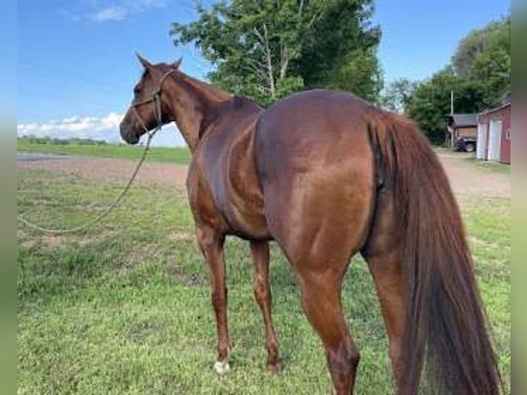 Koń pełnej krwi angielskiej Klacz 8 lat 152 cm Ciemnokasztanowata in Carver