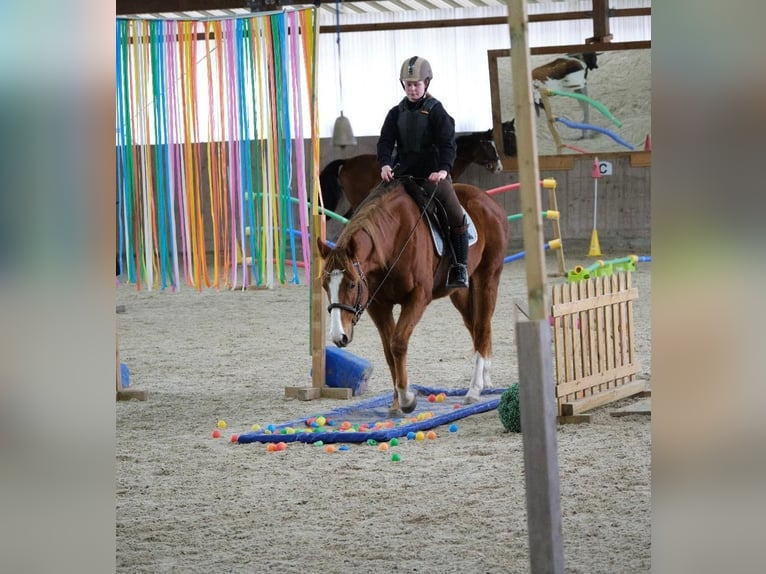 Koń pełnej krwi angielskiej Klacz 8 lat 157 cm Kasztanowata in Schönaich