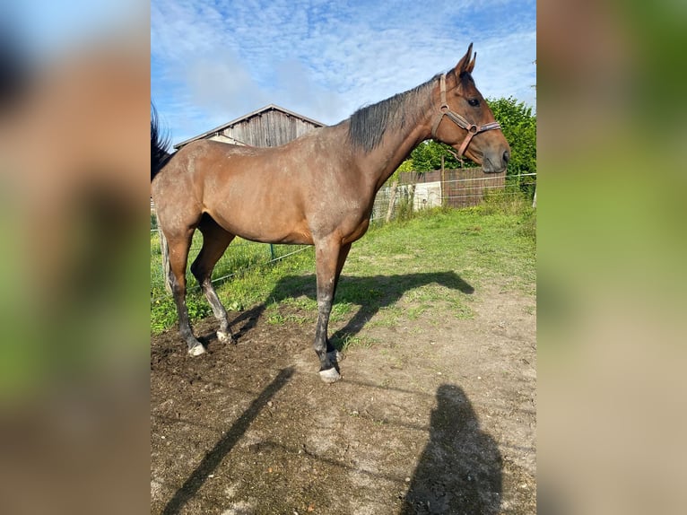 Koń pełnej krwi angielskiej Klacz 8 lat 162 cm Gniada in Somme-Yêvre