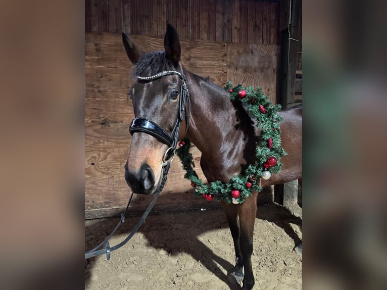 Koń pełnej krwi angielskiej Klacz 8 lat 165 cm Gniada in Vreden