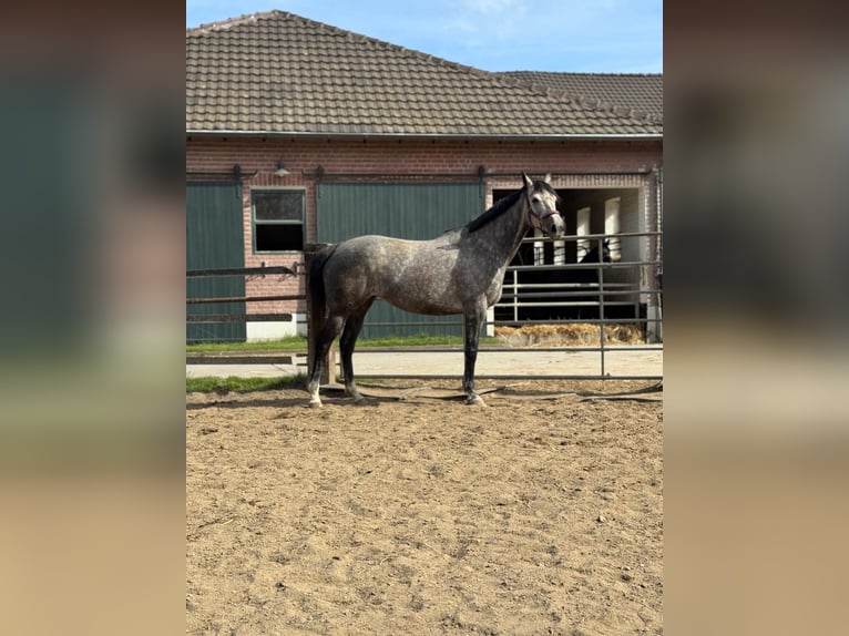 Koń pełnej krwi angielskiej Klacz 8 lat 167 cm Siwa jabłkowita in Ratingen