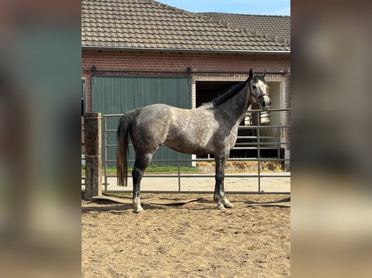 Koń pełnej krwi angielskiej Klacz 8 lat 167 cm Siwa jabłkowita in Ratingen