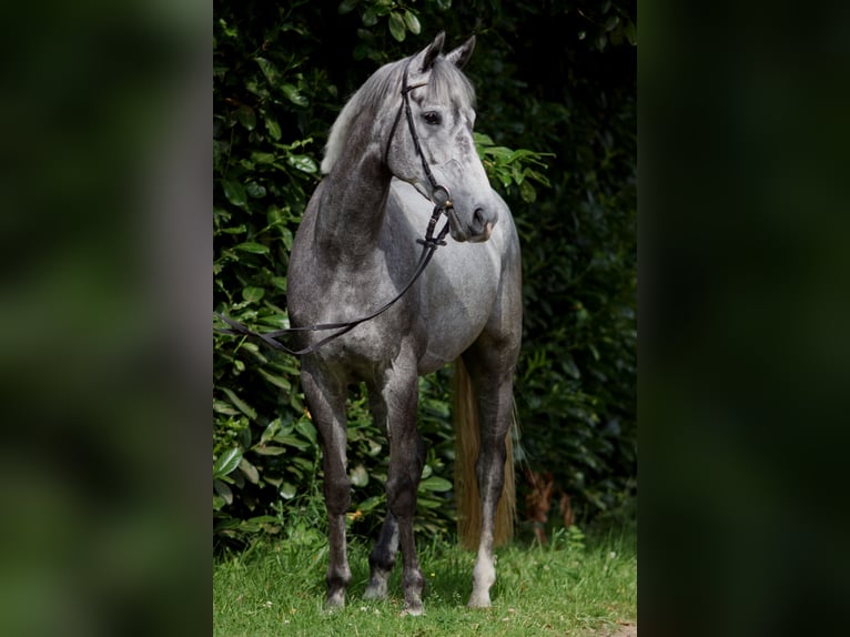 Koń pełnej krwi angielskiej Klacz 8 lat 168 cm Siwa in RheinbergRheinberg