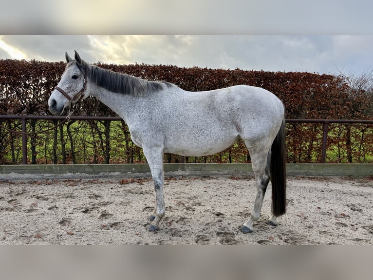 Koń pełnej krwi angielskiej Klacz 8 lat 168 cm Siwa w hreczce in Hemsloh