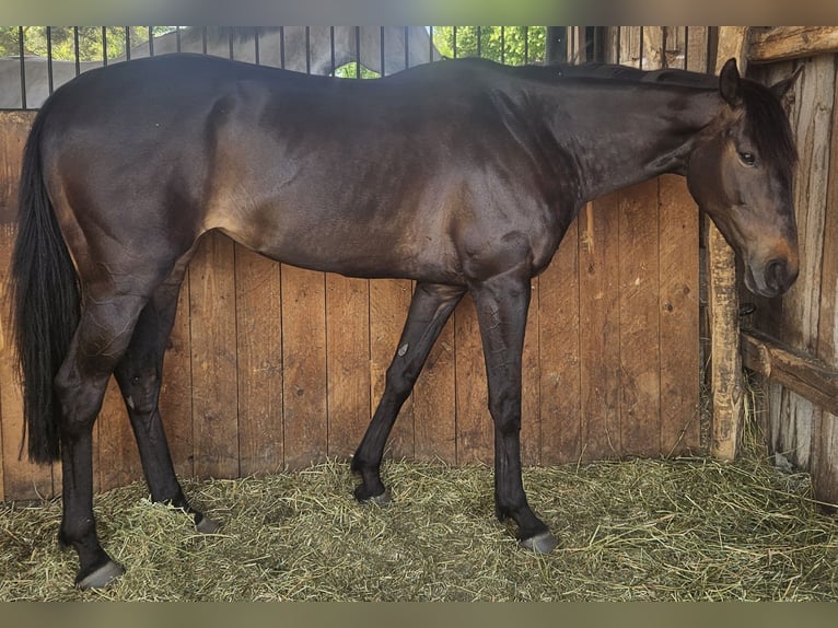 Koń pełnej krwi angielskiej Klacz 9 lat 160 cm Ciemnogniada in Luckaitztal