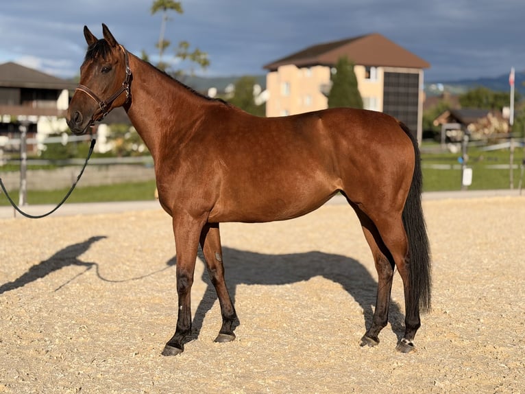 Koń pełnej krwi angielskiej Klacz 9 lat 160 cm Jasnogniada in Rotkreuz