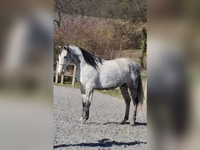 Koń pełnej krwi angielskiej Klacz 9 lat 160 cm Siwa in Lesparrou