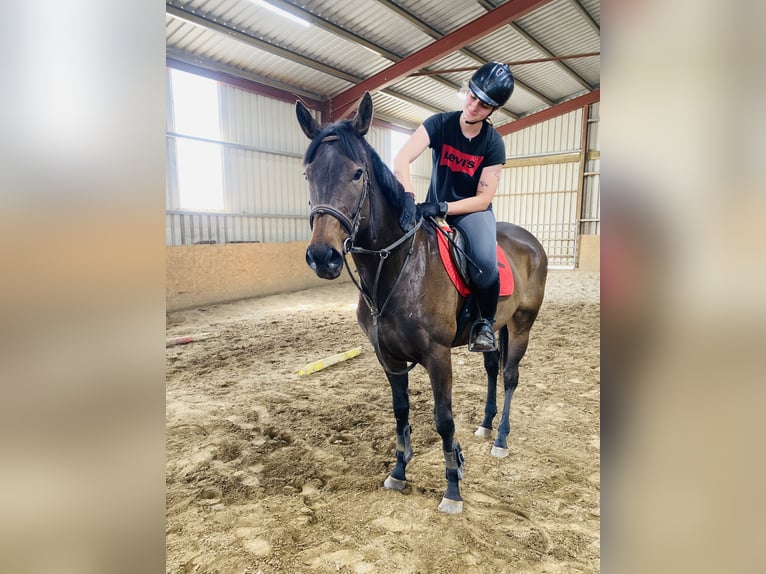 Koń pełnej krwi angielskiej Klacz 9 lat 163 cm Gniada in Sligo