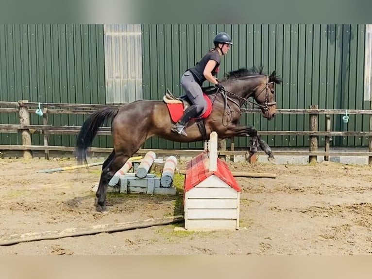 Koń pełnej krwi angielskiej Klacz 9 lat 163 cm Gniada in Sligo