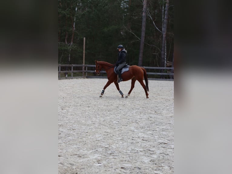 Koń pełnej krwi angielskiej Klacz 9 lat 163 cm in Zossen
