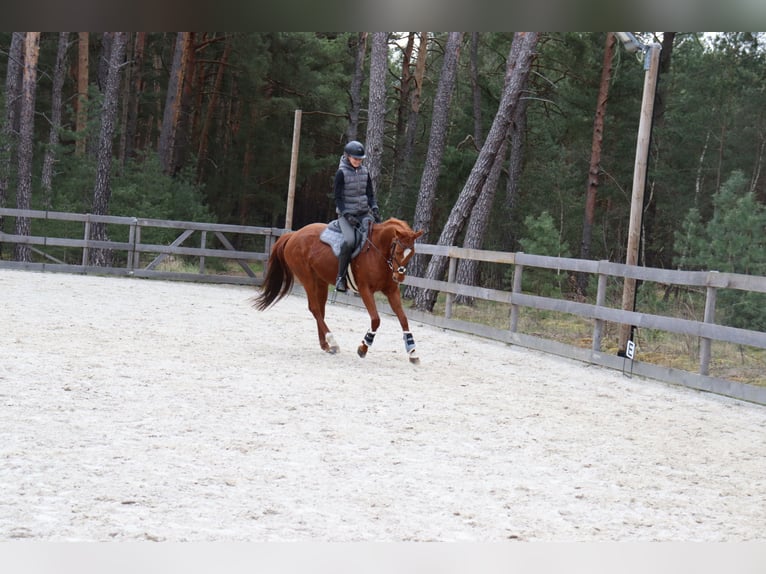 Koń pełnej krwi angielskiej Klacz 9 lat 163 cm in Zossen