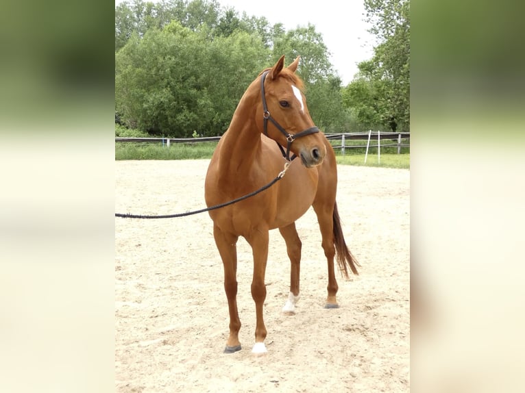 Koń pełnej krwi angielskiej Klacz 9 lat 163 cm in Zossen